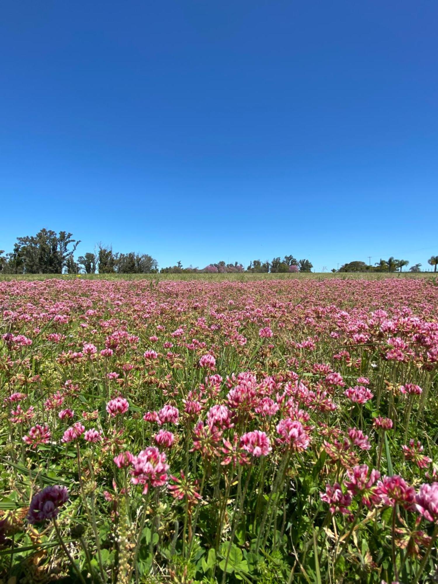 Estancia La Violeta Chajarí 외부 사진